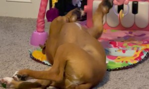 Boxer Plays On Baby Mat