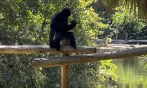 Gibbons Play With Iguanas in Zoo Enclosure