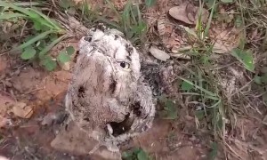 Urutau Bird Stays Perfectly Still