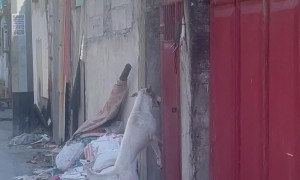 Jumping Dog Successfully Climbs Over Tall Gate