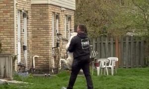 Dramatic Husky Isn't Ready for Walk to End