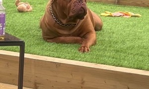 Big Dog Doesn't Want to Play