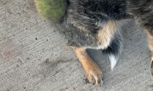 Drill-Powered Dog Grooming Trick