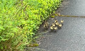 Mama Duck Takes Her Ducklings Into the Bushes