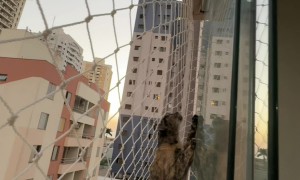 Cat Tries to Befriend Upstairs Neighbor Cat