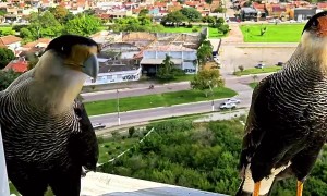 Sharing Treats With Wild Falcons at the Window