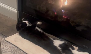 Bowtie-Wearing Cat Relaxes by the Fireplace