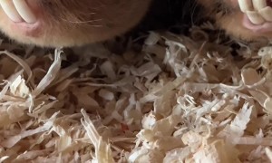 Mole Teeth Chatter At Mealtime