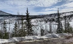 Caribou Herd Charges Vehicle