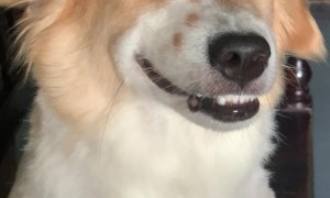 Happy Dog Greets Owner at the Door