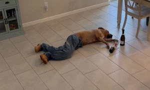 Looks Like Cooper Had a Ruff Night