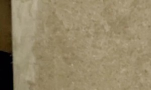 Escape Artist Cat Removes Wall Panel to Visit Neighbors