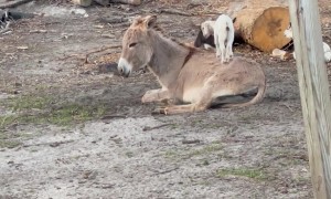 Young Goat Plays On Donkey Jungle Gym