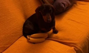 Miniature Dachshund Banana Thief