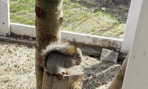 Squirrel Asking for Food