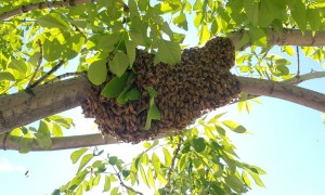 Beekeeper Falls Off Ladder