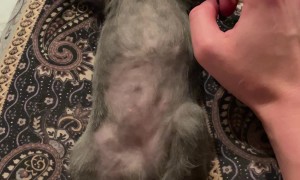 Kitten Is a Heavy Sleeper