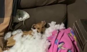 Small Dog Destroys Sofa