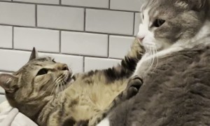 Cat Says "Back Off" to Feline Companion