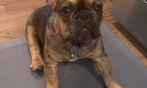 Puppy Accidentally Eats a THC Gummy