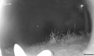 Fox Cub Takes Interest in Ring Camera