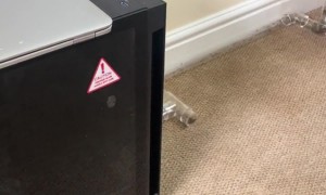 Ant Colony Eats Leaves