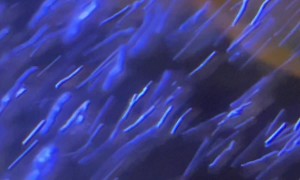 Fish Seen Sucking Pacifier