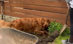 Golden Retriever Helps With Yard Work