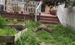 Solar Lawn Mower Activated
