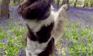 Springer Spaniel Takes a Stroll Through Beautiful Bluebell Woods
