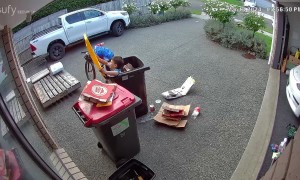 Kid Takes a Fall in a Rubbish Bin