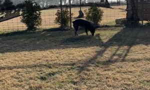 Feeding a Tortoise Broccoli at a Wildlife Rehab