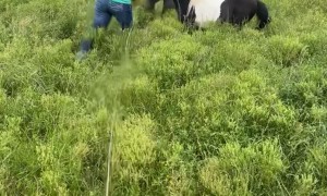 Pony Clotheslines a Farmhand