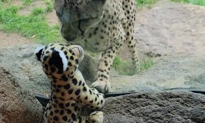 Cheetah Responds to Girl's Cheetah Stuffy At the Zoo