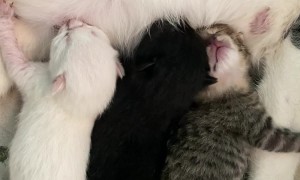 Nursing Kittens Argue Over Milk Supply