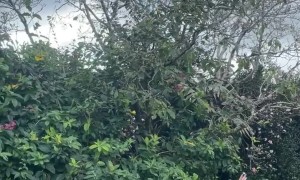 Toy Fairy Flies Into the Sky