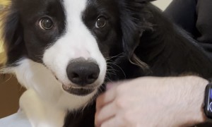 Jealous Border Collie Playfully Protects Boyfriend