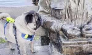 Pug Perplexed by Stoic Statue