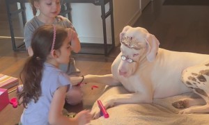 Girls Play Dress Up With Patient Dogs