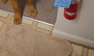 Golden Retriever Wants Cheese on His Food
