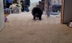 Tempest the Pomeranian Jumps Wall of Cups