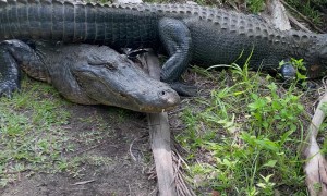 Alligators Block Bike Path