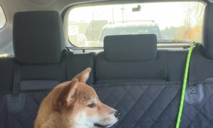 Kuma The Dog Has A Grudge