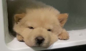 Chow Chow Puppy Stays Cool in the Fridge