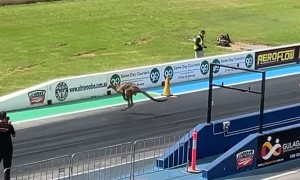 Kangaroo Ends Up On Sydney Dragway