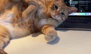 Orange Cat Lets It All Air Out