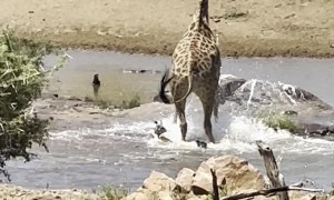 Baby Giraffe Runs Into Trouble