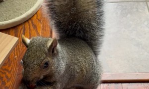 Super Smart Squirrel and Friendly Cat