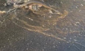 Gar Fish Swim Along Flooded Roadside