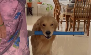 Dog Helps Clean